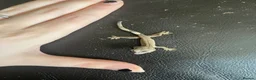 Gecko reptiles for sale: Hatchling Crested Gecko in Sheffield - Advert 1