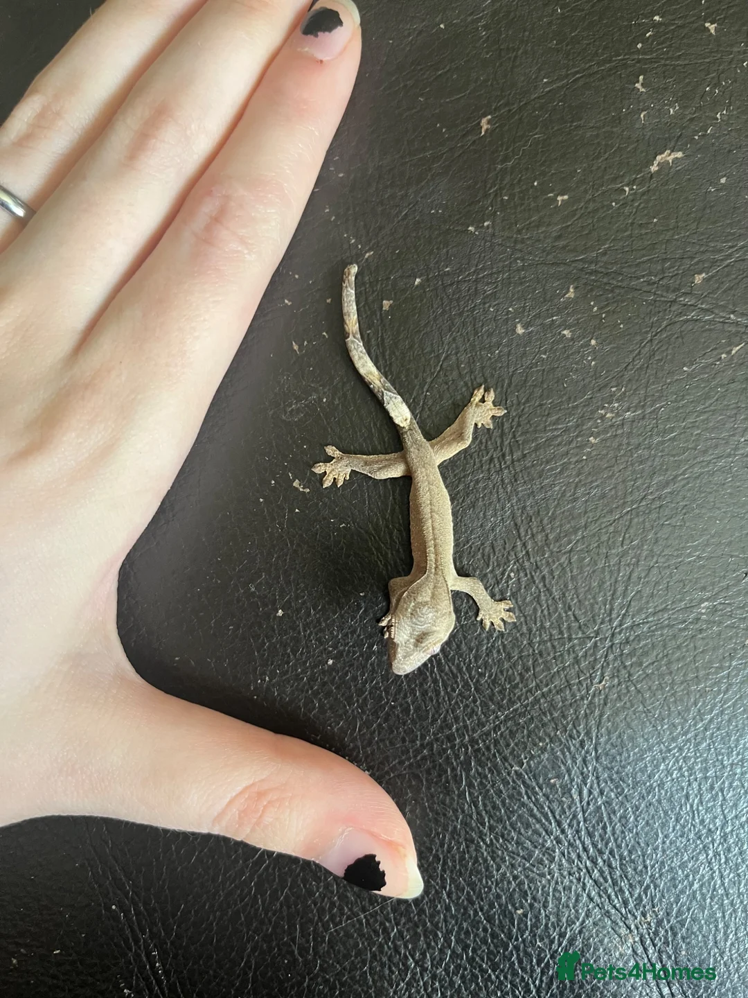 Gecko reptiles for sale: Hatchling Crested Gecko in Sheffield - Advert 1