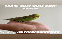 Budgerigars birds for sale: 100% SILLY TAME BABY BUDGIES - Advert 6