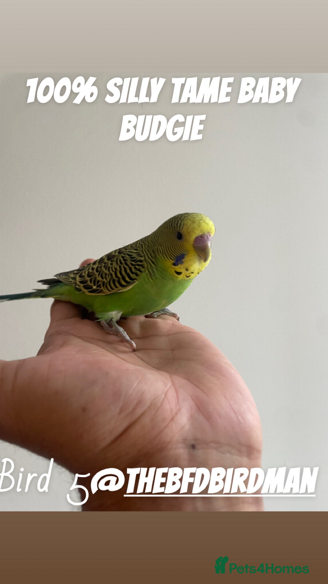 Budgerigars birds for sale: 100% SILLY TAME BABY BUDGIES - Advert 6