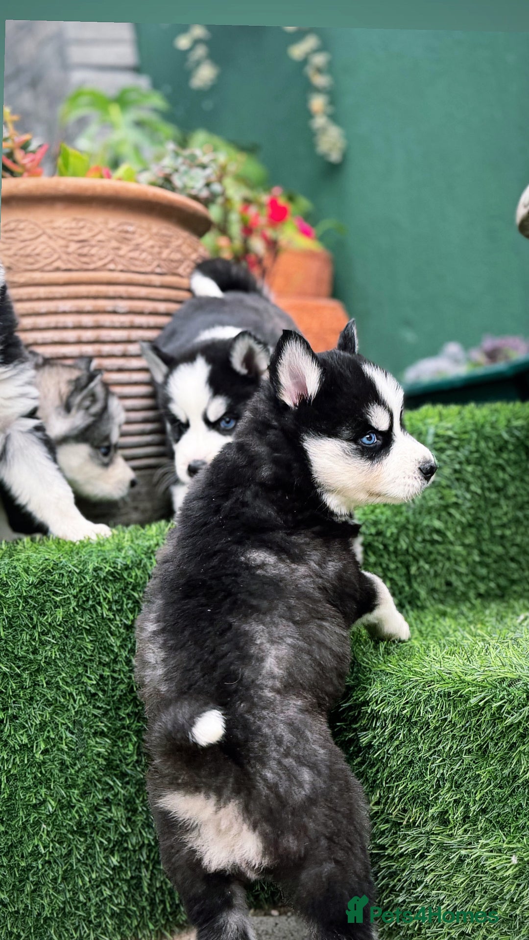 Siberian Husky dogs for sale: Siberian husky puppies - Image 4