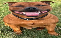 Staffordshire Bull Terrier dogs for sale: Litter Of Dual Purpose Red Staffords - Image 3
