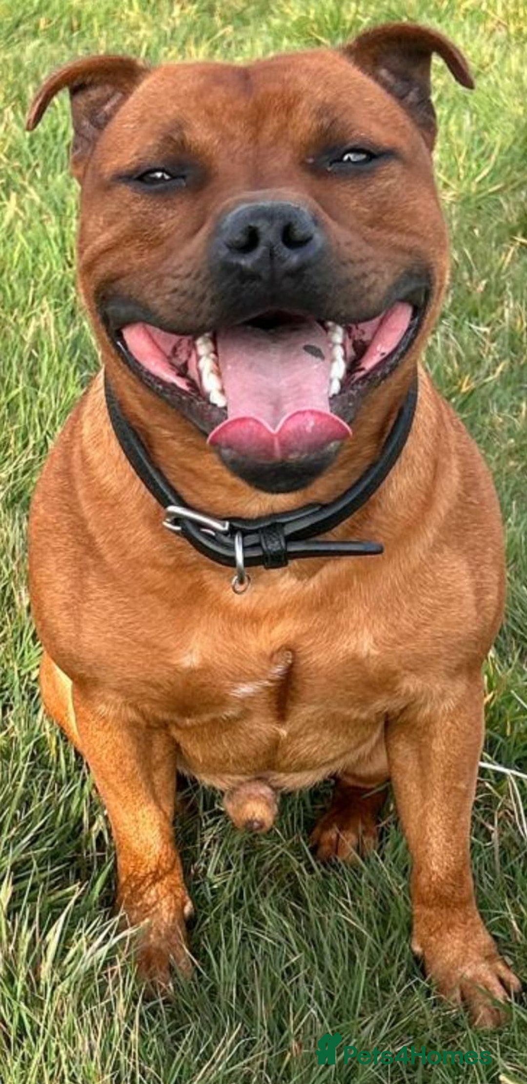 Staffordshire Bull Terrier dogs for sale: Litter Of Dual Purpose Red Staffords - Image 3