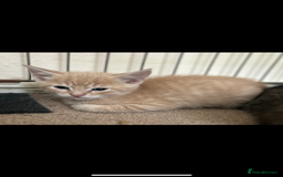 Mixed Breed cats for sale: Beautiful kittens  - Image 12