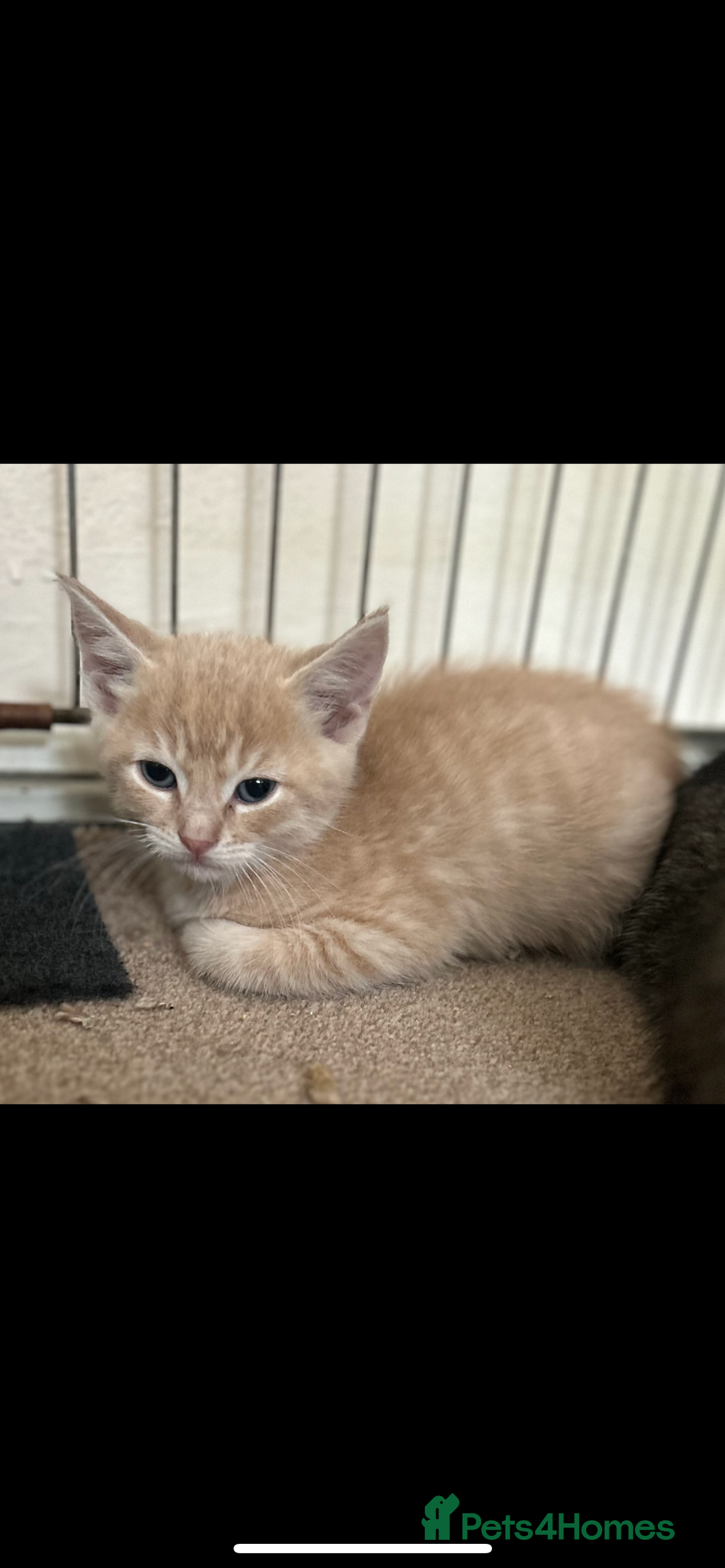 Mixed Breed cats for sale: Beautiful kittens  - Image 12