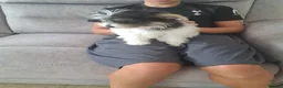 Mixed Breed dogs for sale: BEAUTIFUL POMCHON PUPS  FOR SALE - Advert 9
