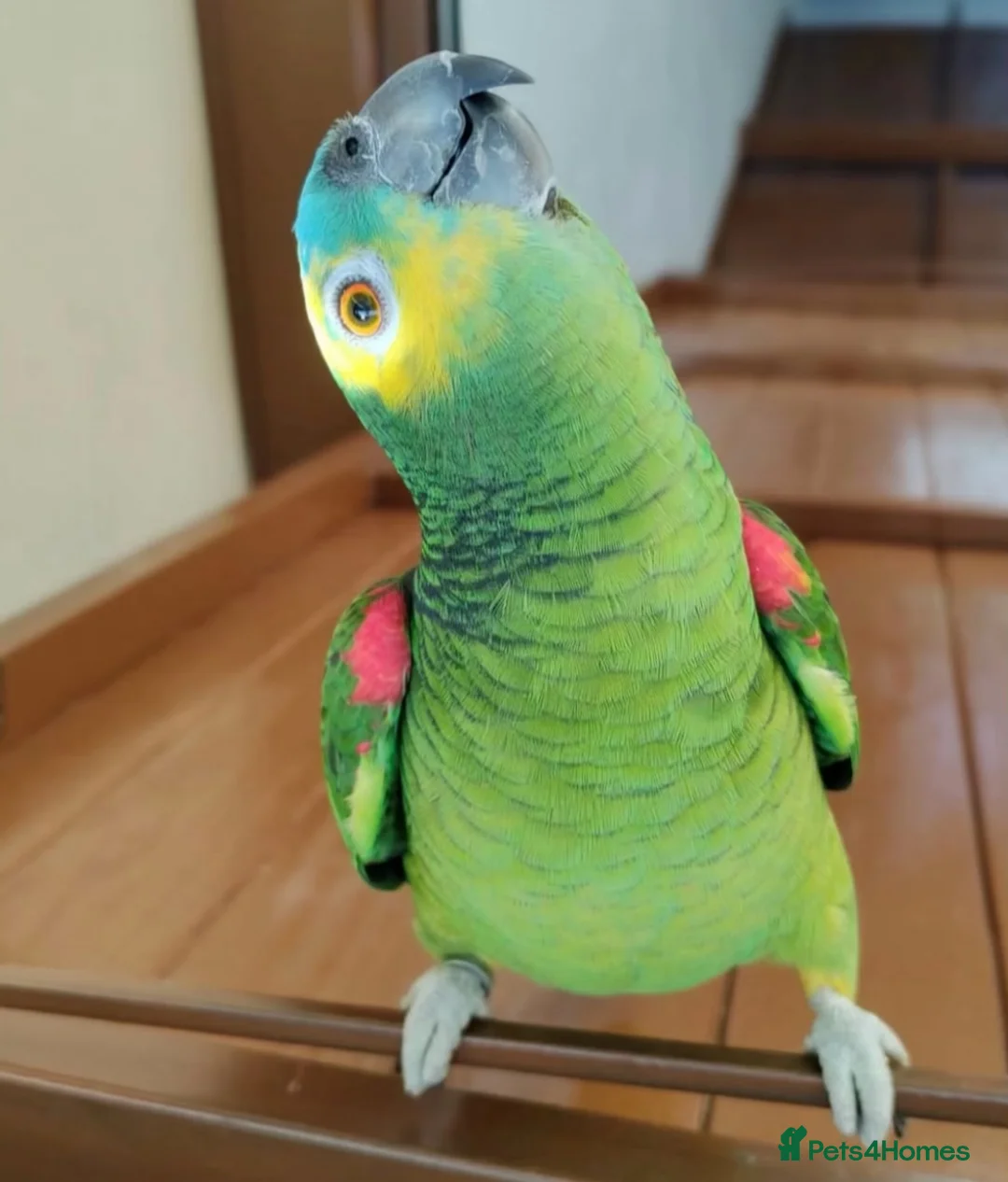 Parrots birds for sale: Baby front blue Amazon talking parrot  - Advert 3