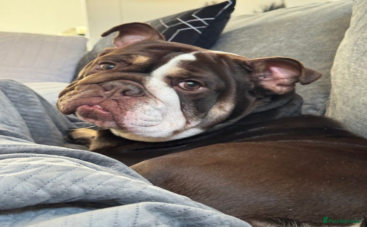 English Bulldog dogs - Advert 2