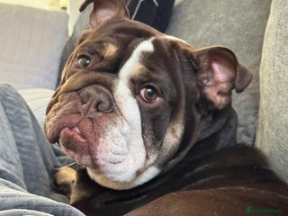 English Bulldog dogs for sale - Advert 1