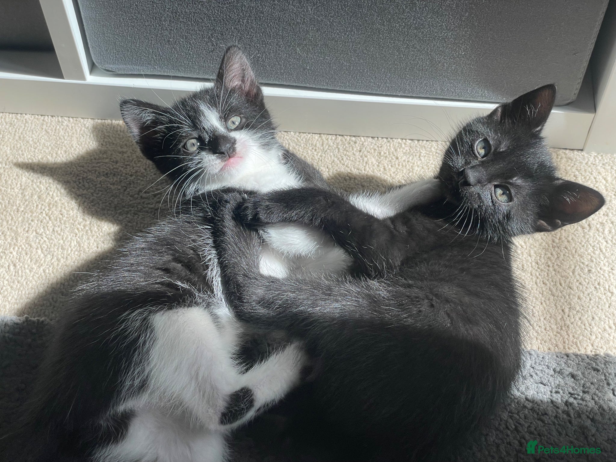 Mixed Breed cats for sale: Two beautiful kittens for sale in Derby - Advert 7