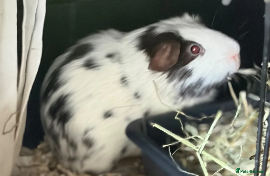 Guinea Pig rodents for sale: 3 male guinea pigs  - Advert 1