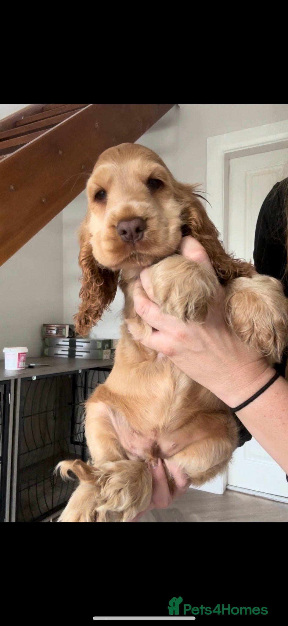 Cocker Spaniel dogs READY NOW 🤎 KC Registered Sable Show cocker - Advert 2