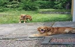 Golden Retriever dogs for stud: Stunning Golden Retriever for stud - Image 2