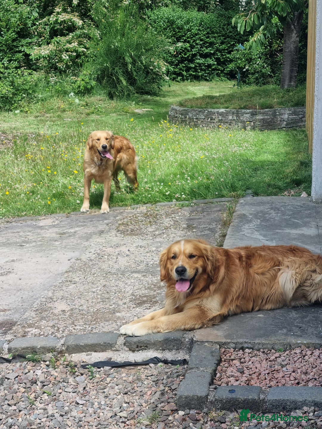 Golden Retriever dogs for stud: Stunning Golden Retriever for stud - Image 2