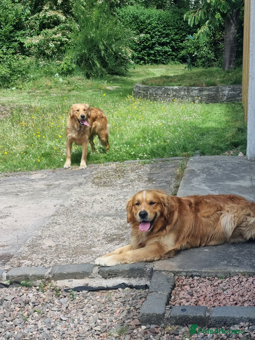 Golden Retriever dogs for stud: Stunning Golden Retriever for stud - Advert 2