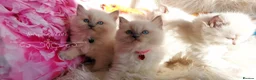 Ragdoll cats for sale: Beautiful Ragdoll kittens 😻😻😻😻 - Advert 17