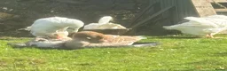 Geese poultry for sale: Brecon Buff Geese in Caernarfon - Advert 3