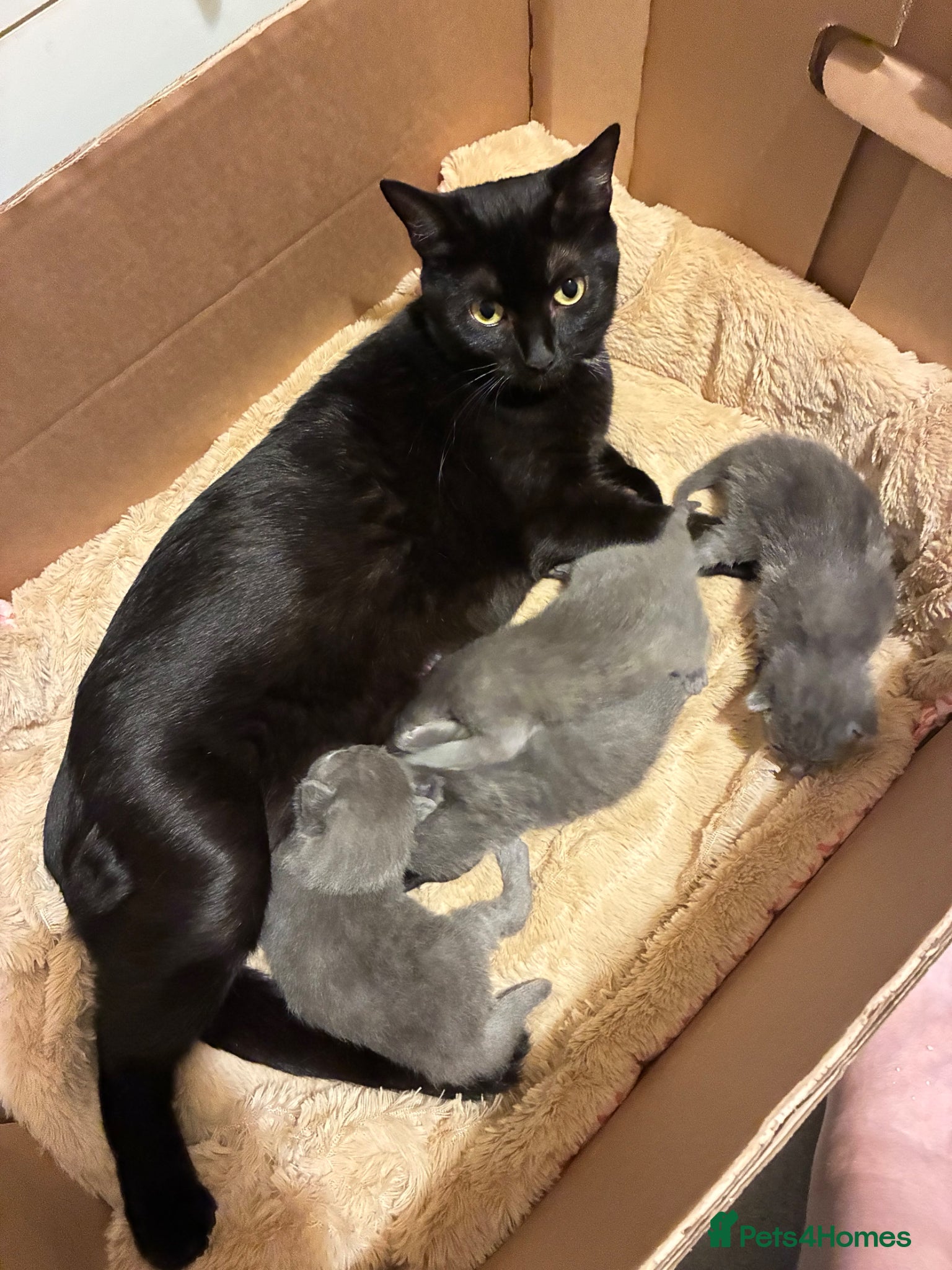 Mixed Breed cats Russian Blue/ Sphynx Kittens   - Advert 9