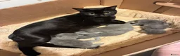 Mixed Breed cats for sale: Russian Blue/ Sphynx Kittens   - Advert 1