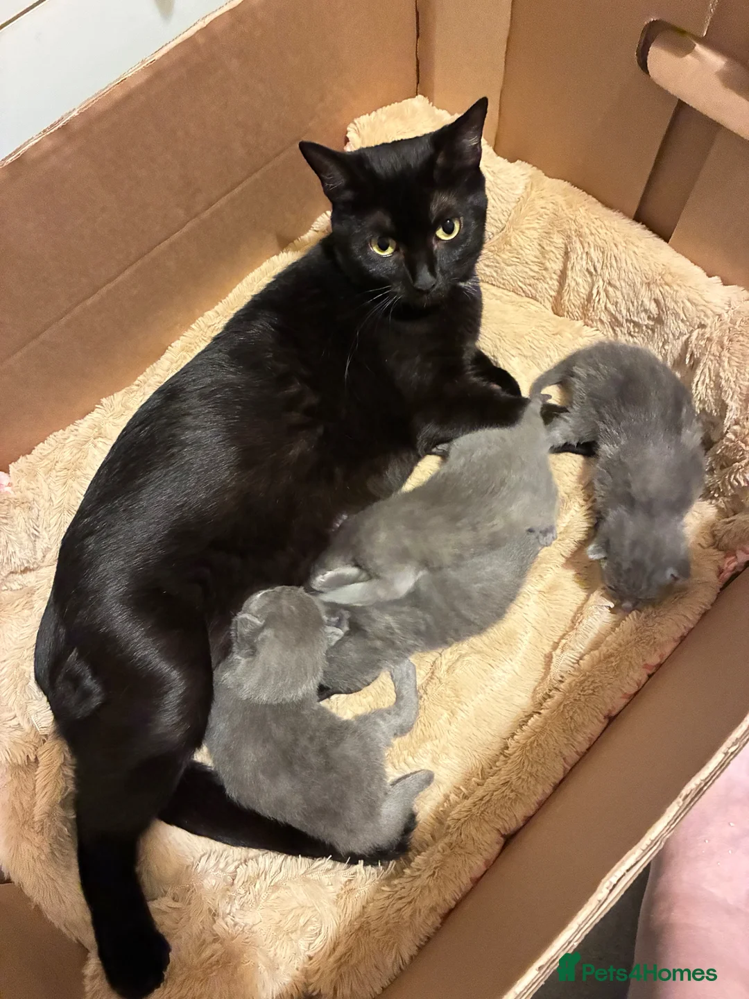 Mixed Breed cats for sale: Russian Blue/ Sphynx Kittens   - Advert 1