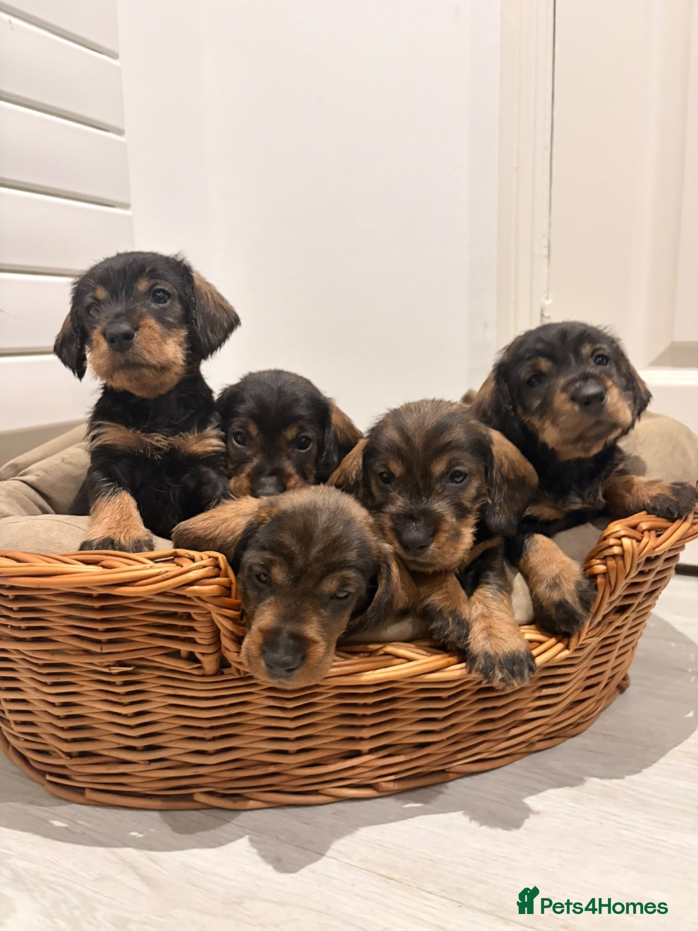 Dachshund dogs Standard quality Wire haired dachs - Advert 2