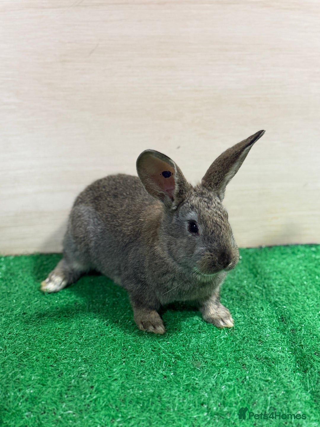 New Zealand rabbits for sale: New Zealand Kits Ready To Leave. Bucks and Does - Advert 6