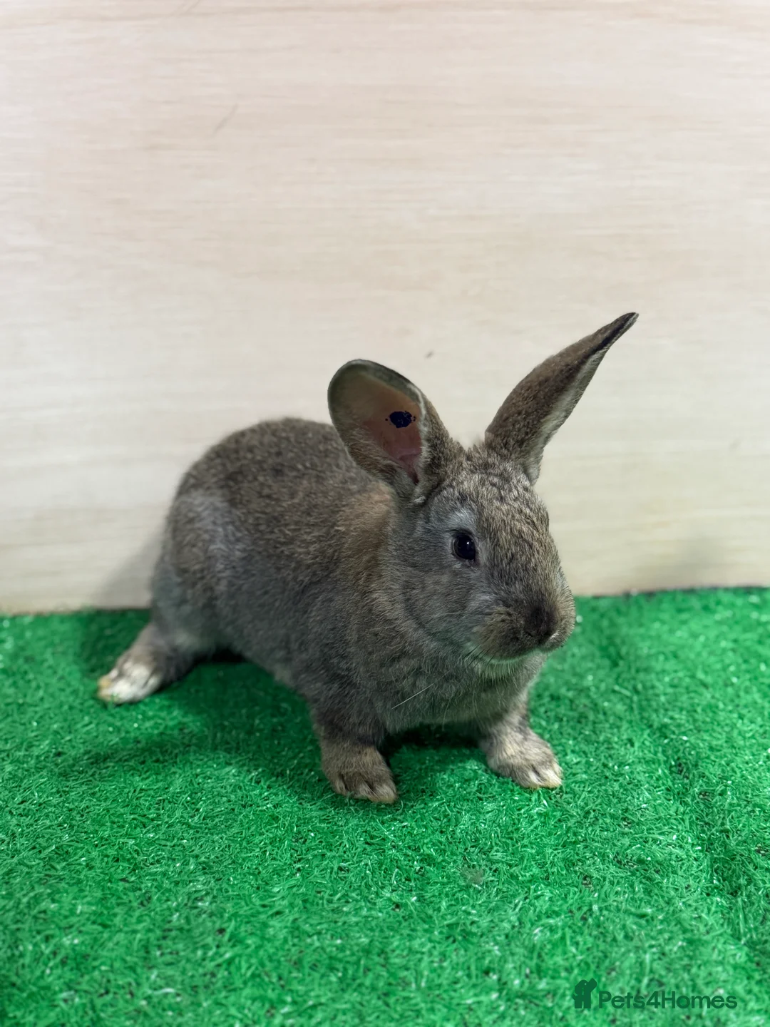 New Zealand rabbits for sale: New Zealand Kits Ready To Leave. Bucks and Does - Advert 6