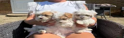 Maltipoo dogs for sale: Maltipoo puppies  - Advert 9
