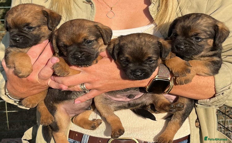 Border Terrier dogs - Advert 1