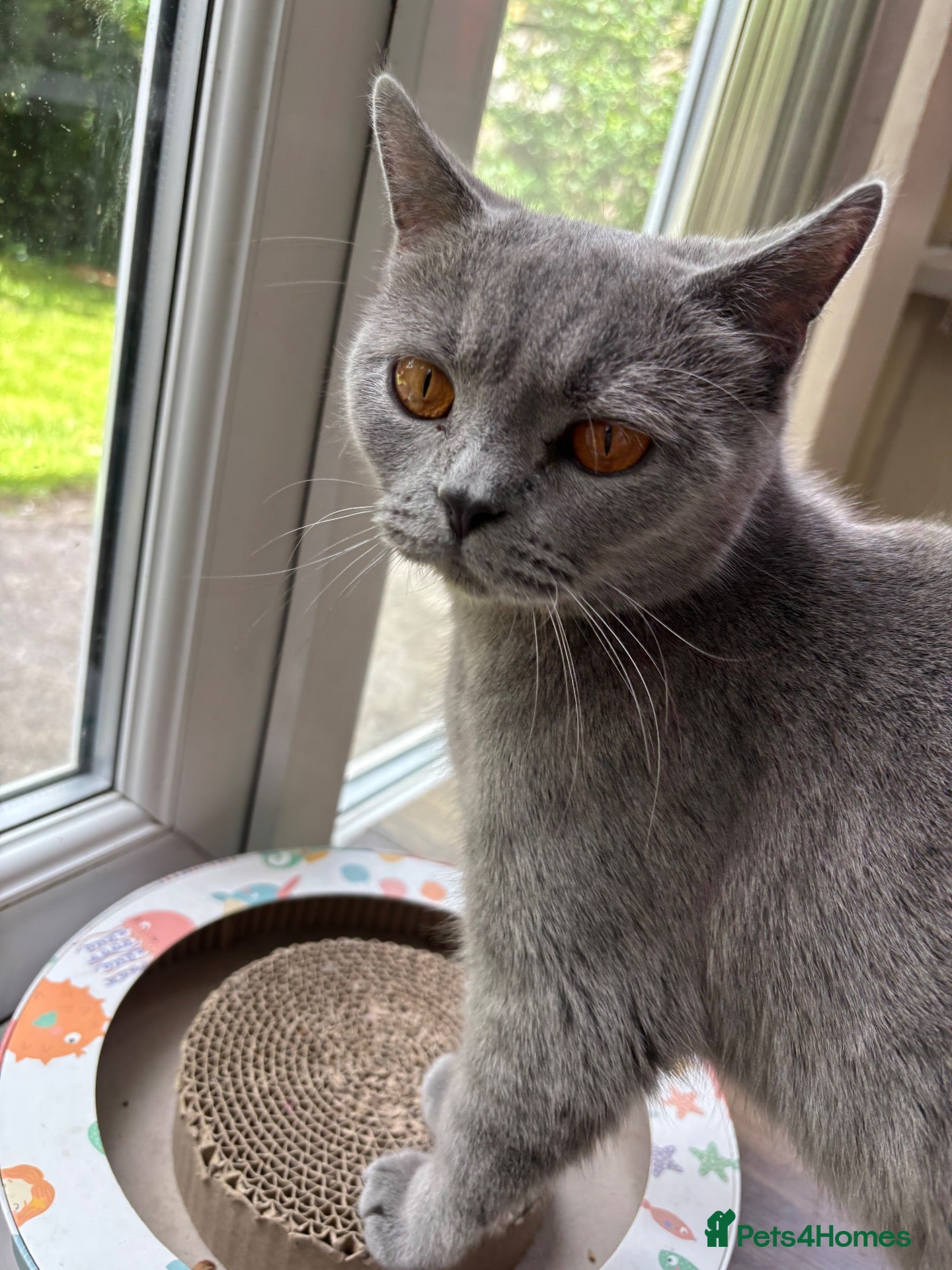 British Shorthair cats for sale: Adorable British short hair kittens  - Advert 1