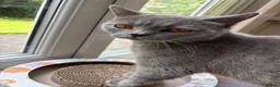 British Shorthair cats for sale: Adorable British short hair kittens  - Advert 1
