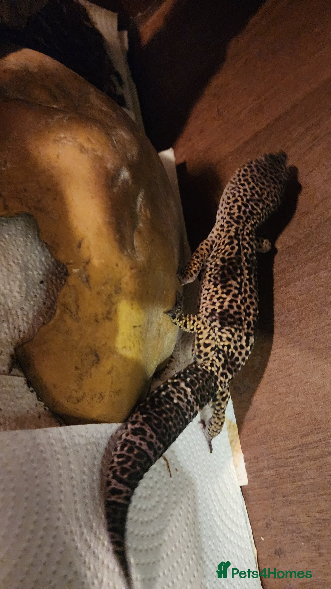 Leopard Gecko reptiles for sale: Handsome male Leopard Gecko. - Advert 16
