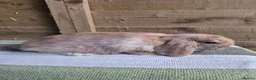 Mini Lop rabbits for sale: Mini lop babies - Advert 9