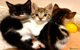 Mixed Breed cats for sale: Adorable trio of kittens  - Image 34