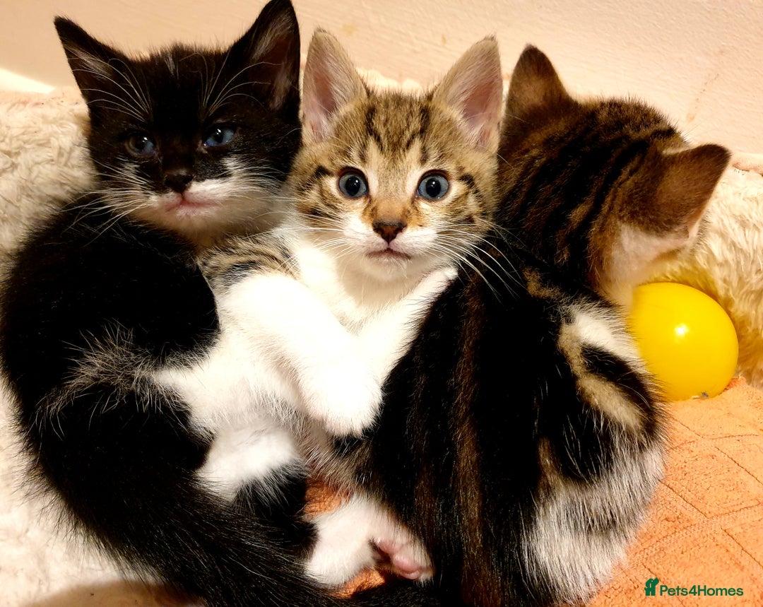 Mixed Breed cats for sale: Adorable trio of kittens  - Image 34