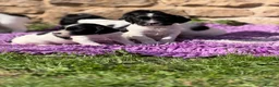 English Springer Spaniel dogs for sale: B/W PLAYFUL LITTER SPRINGER SPANIELS,HEALTH TESTED - Advert 4