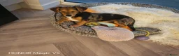 Jackshund dogs for sale: Beautiful Dottie looking for a forever home. - Advert 4