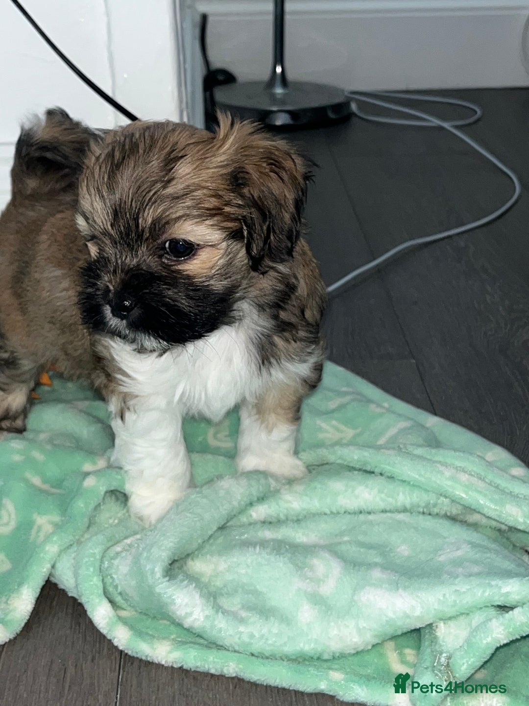 Lhasa Apso dogs for sale: 3 fluffy puppies  - Image 5