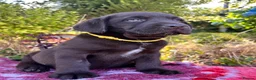 Labrador Retriever dogs for sale: 2 girls available Extenively health Tested READY - Advert 17