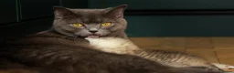 British Shorthair cats for sale: 4 x British Shorthair Kittens - Advert 9