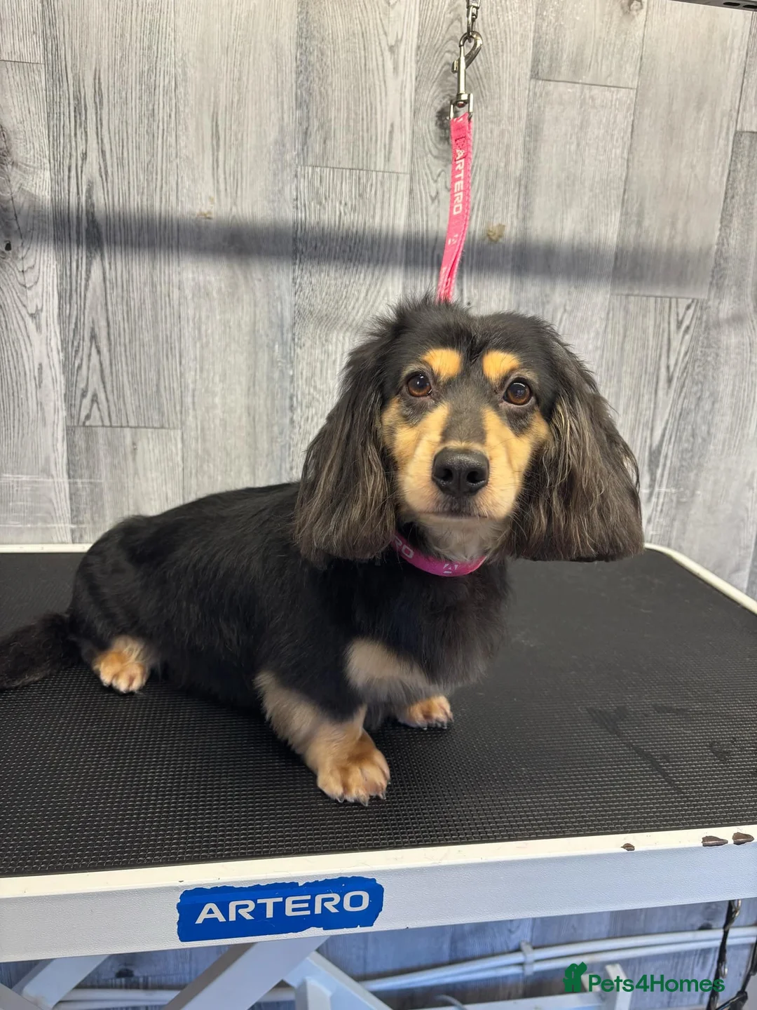 Dachshund dogs for sale: Just 2 pups left looking for there forever home - Advert 2