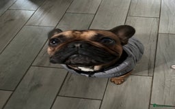 French Bulldog dogs for sale: French bulldog - Image 3