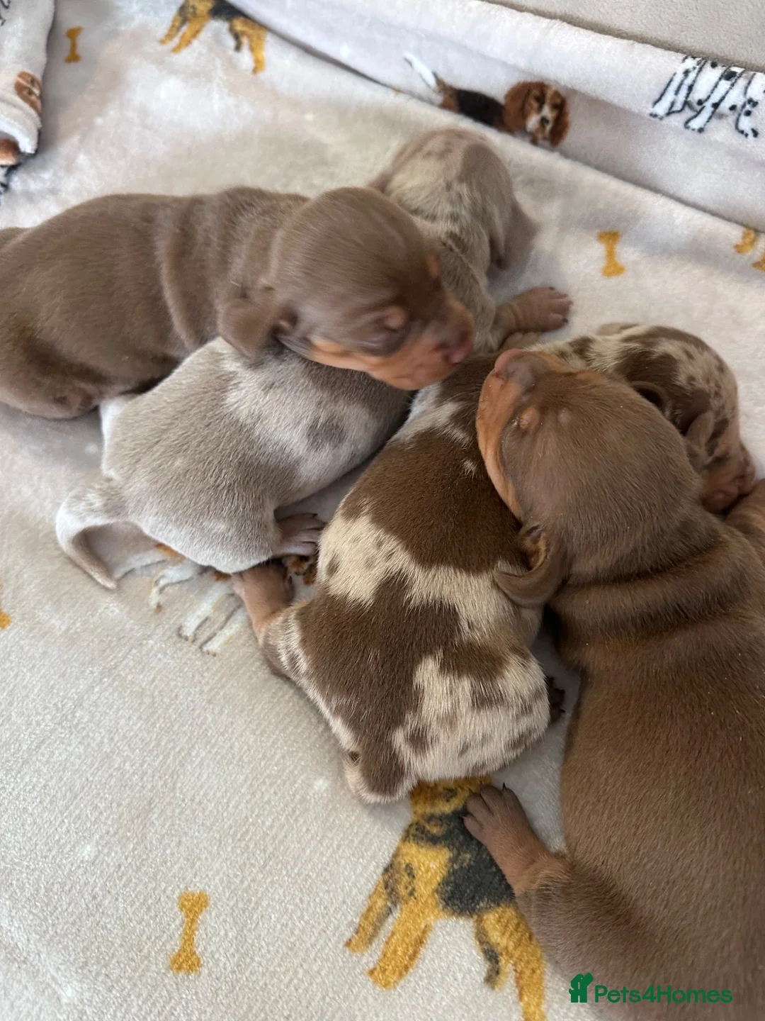 Dachshund dogs for sale: Boys boys boys 💙💙💙💙 - Advert 14