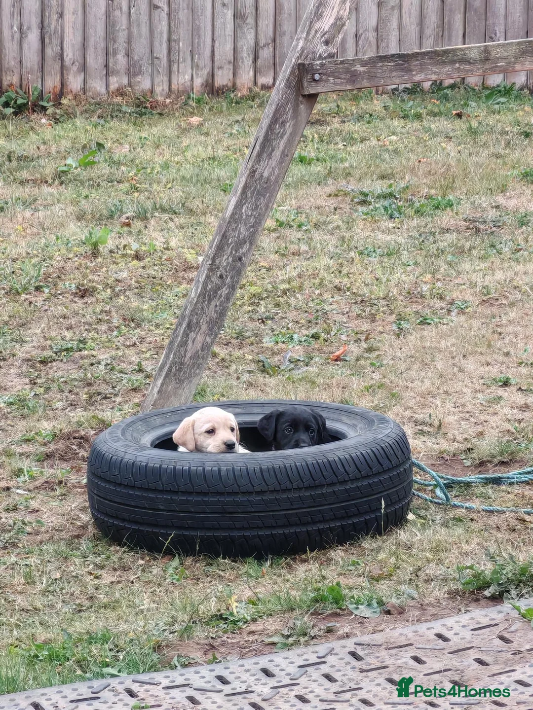 Labrador Retriever dogs for sale: KC Lab pups Nr Pickering, N Yorks in Pickering - Advert 6