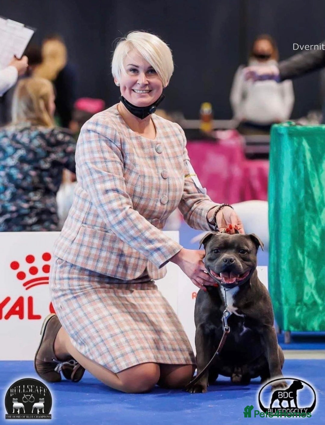 Staffordshire Bull Terrier dogs for sale: Top Quality Blue Staffordshire Bull Terriers  - Image 4