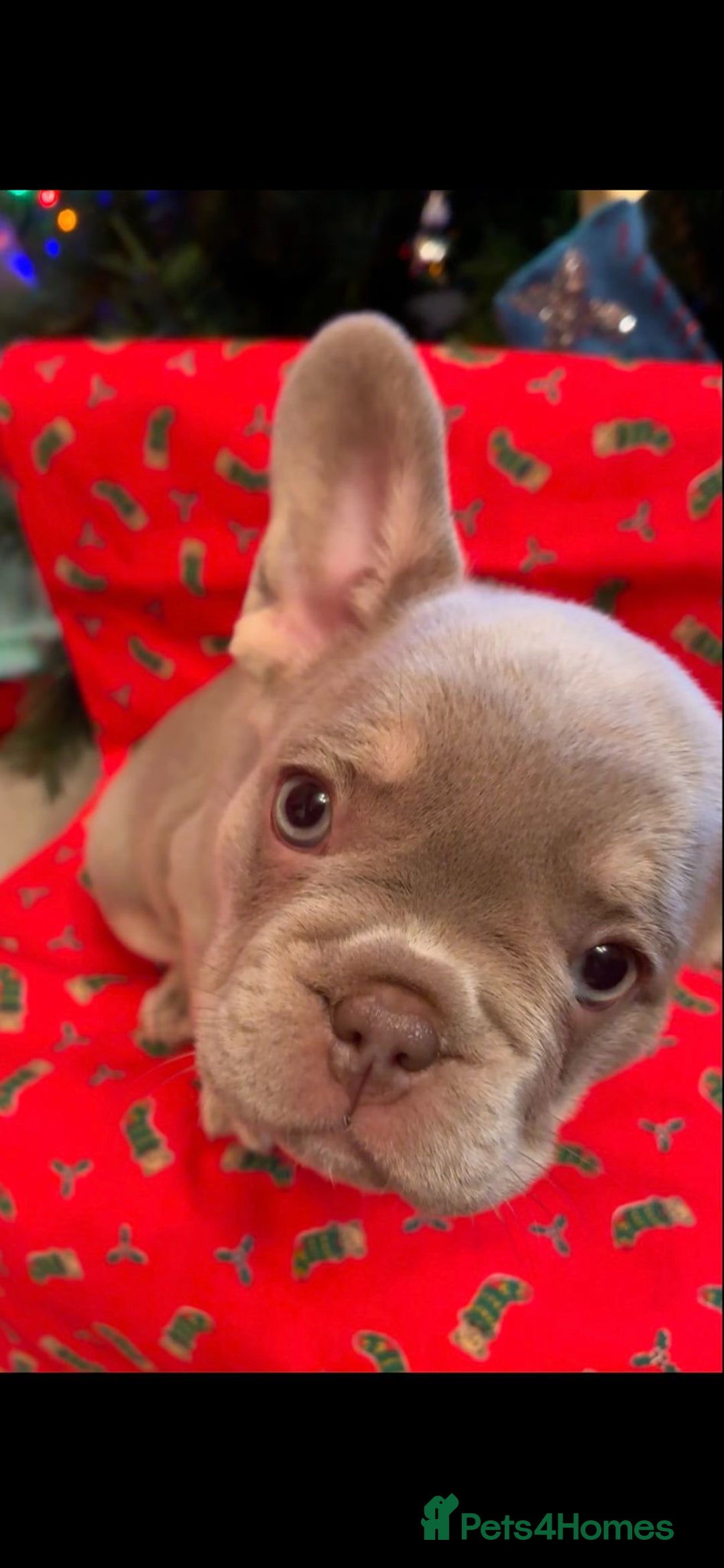 French Bulldog dogs for sale: KC Registered Beautiful French Bulldog Puppies - Advert 36