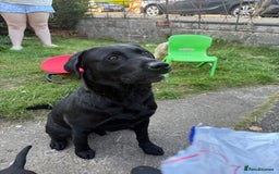 Labrador Retriever dogs for sale: Black lab Male 3 years old  - Image 3
