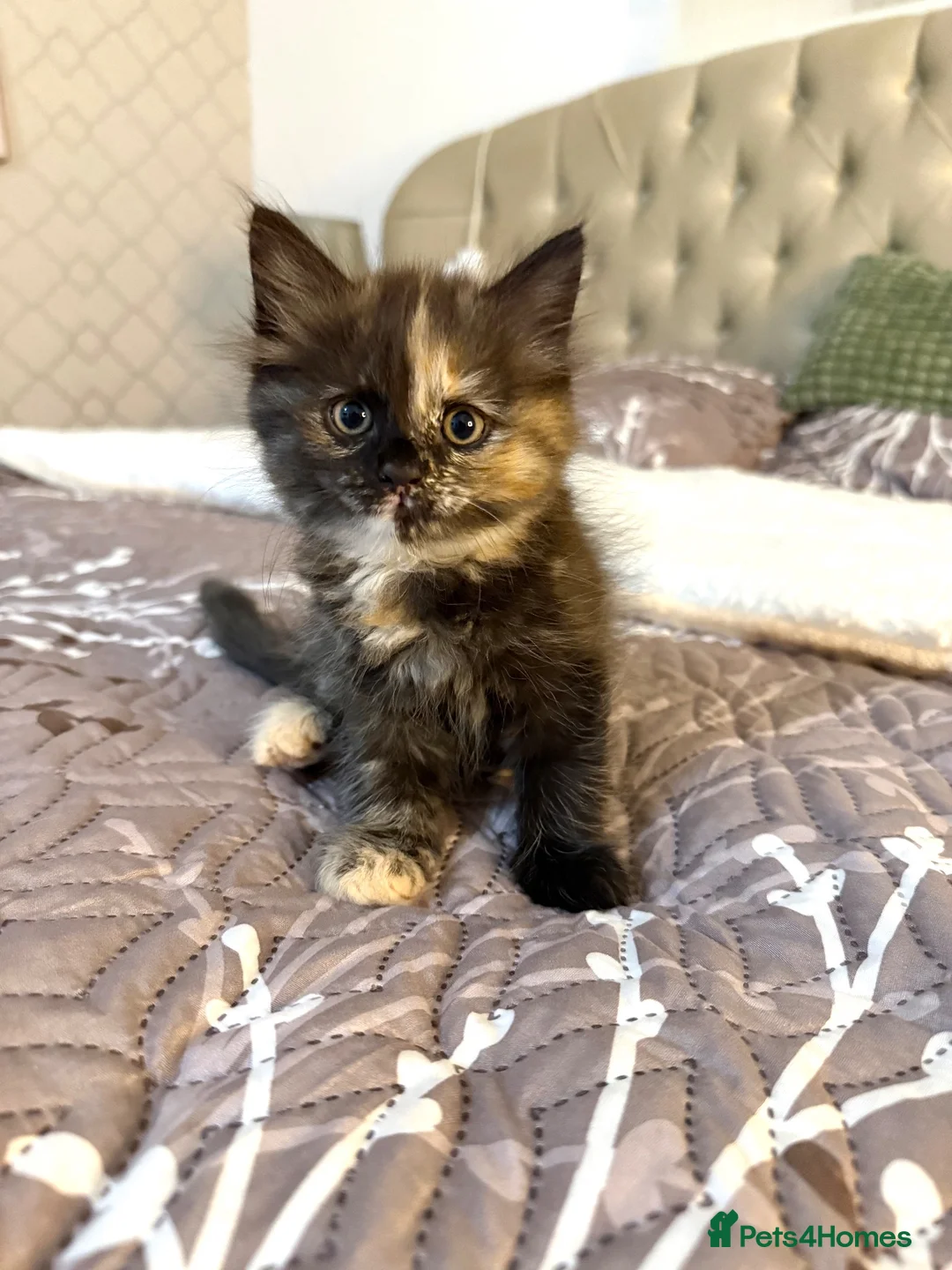 Mixed Breed cats for sale: Beautiful Ragdoll x Domestic Longhair Kittens - Advert 1