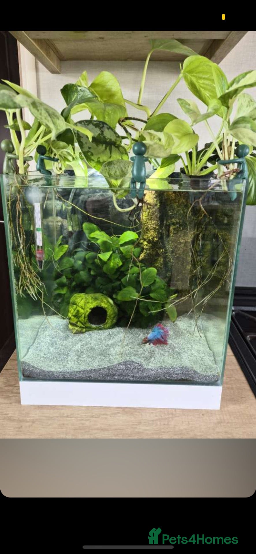 Bettas fish Full betta fish set up  - Advert 1