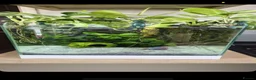 Bettas fish for sale: Full betta fish set up  - Advert 1